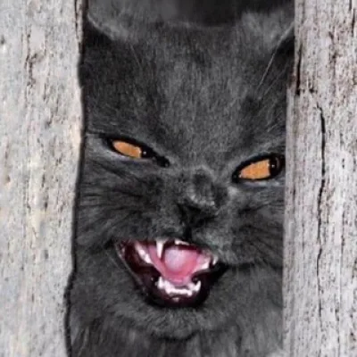 Вика