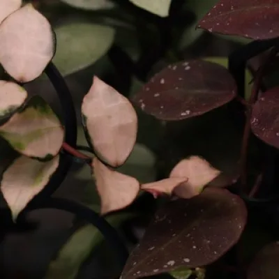 FloLi🌿 | Продажа