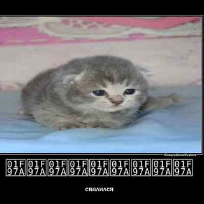Shrimpучий случай ПЕРЕХОДНИК