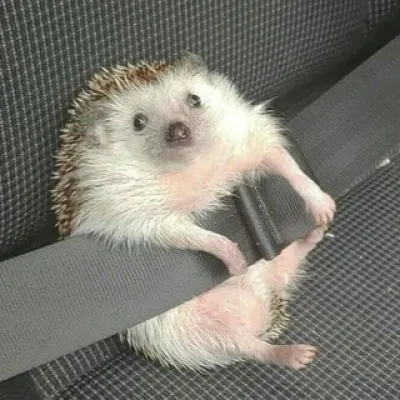 Инвестировал в смешное🦔