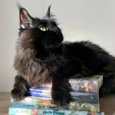 🐈‍⬛ Читающие котики 🐈