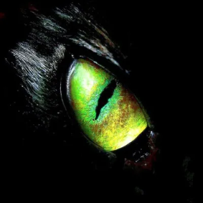 Ⲕ ⲟ Ⲧ 😼