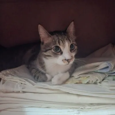 Кіt Каt і КлубОк Кайфушних Котів😼😻