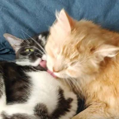 Нафаня и Тюлень 😽