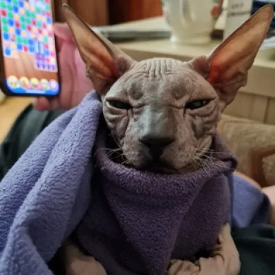 Донской Сфинкс Бастет 🐈‍⬛