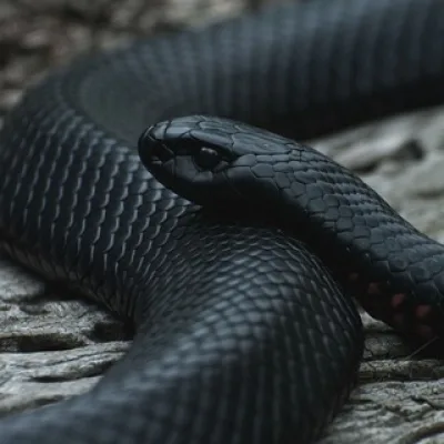 Mr Snake 🐍