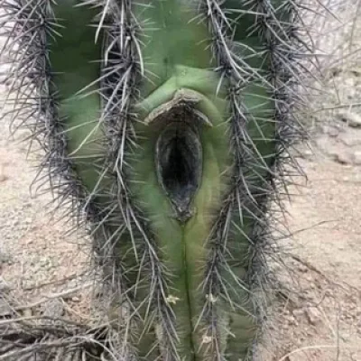 Mama Natur