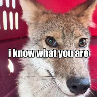 Coyotish Yarring (18+)