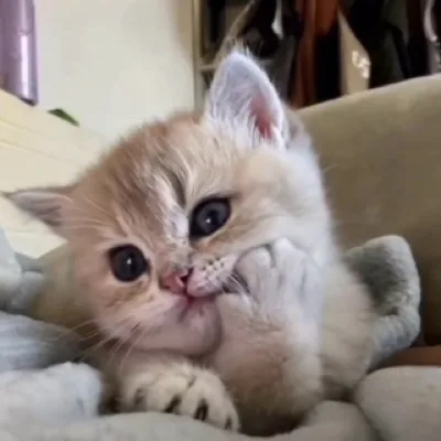 блог котят