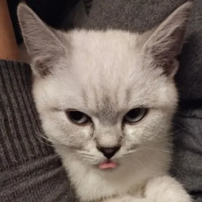 CatKatika