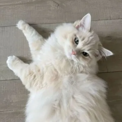 sophie — info