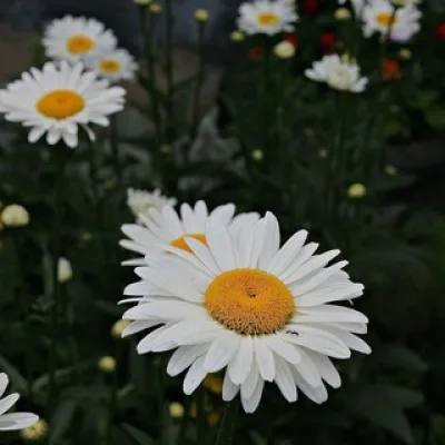🌼 Muzaffarova 🌼