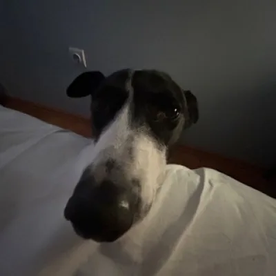 Nikita