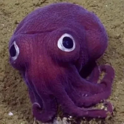Осьминог Морской