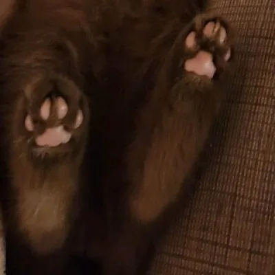 |ᖴᒪᑌᗰIʸᵒ*