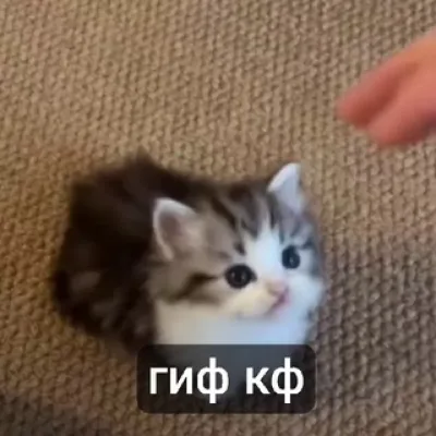 GIF confession >< #гифКф