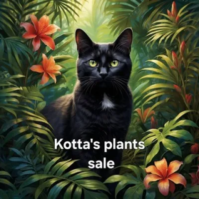 Котта'с плантс продажа излишков
