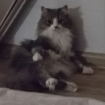 Веник [🐈‍⬛]#чосекондыканончик#эгралошкиканон
