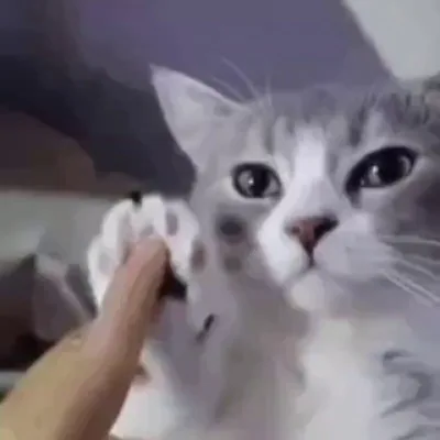 Котовое