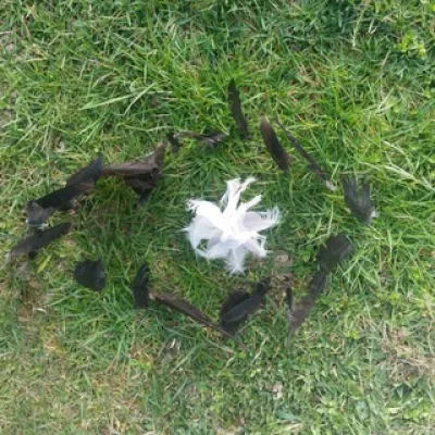 Natur pur
