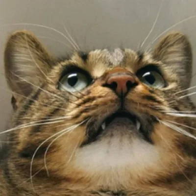 LeChatMaurice🐱