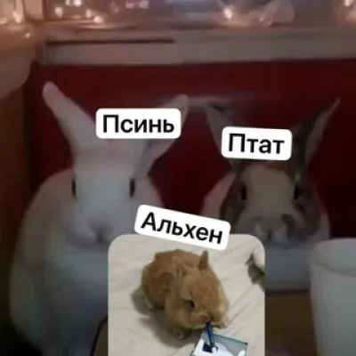 псина