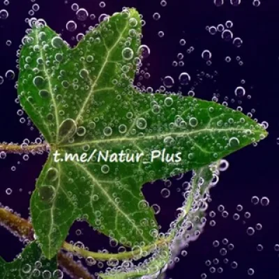 🌱NaturPlus*🌱