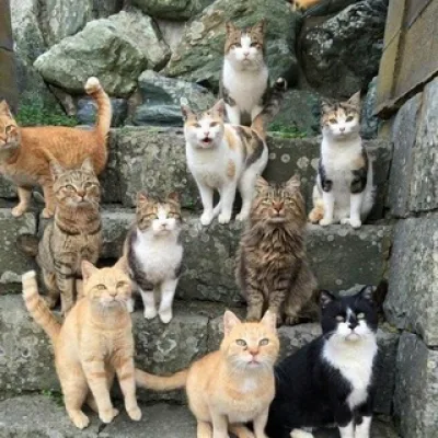 КОШКИ CF