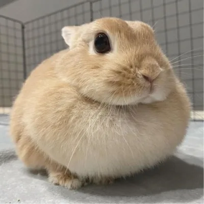 домик сенонни