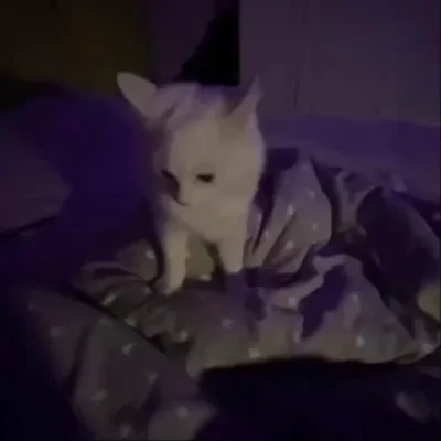 ᅠнаташа гадзила #сосопш
