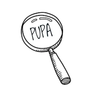 PUPA KEK