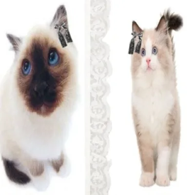 ragdoll & siamese confession