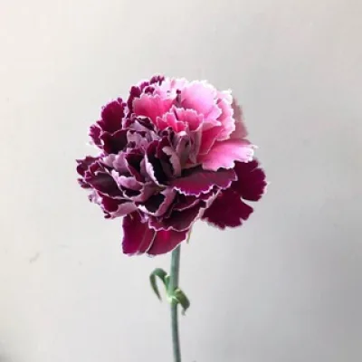 Crystal Pistil