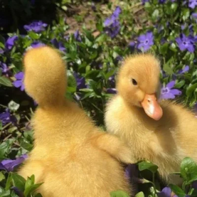 лунапик 🐣