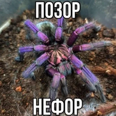 darion шизует