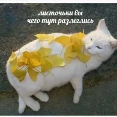 Саша