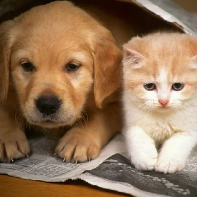 🐶🐱Cães & Gatos🐱🐶