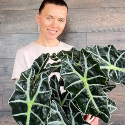 Winter_plants