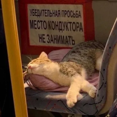 Шоря шабуршит🌸