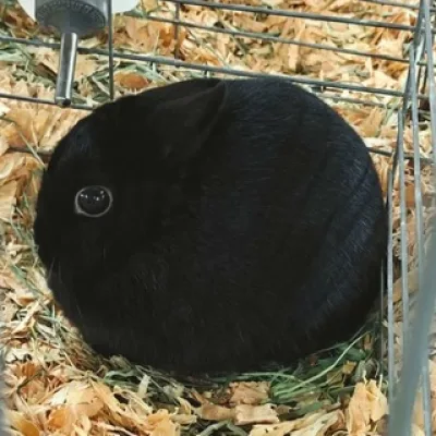 Aruka