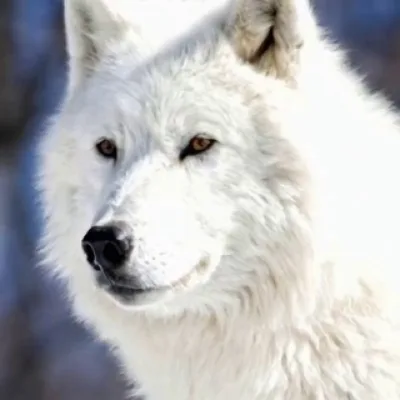 ForestWhiteWolf