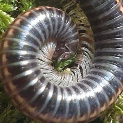 Wildniszeit 💚 folge deiner Fährte