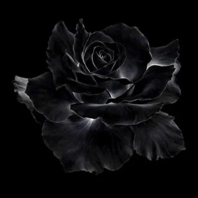 NOIRNOVEL