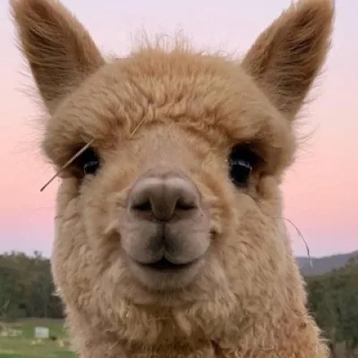 Alpacachina