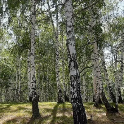 Сушка древесины, сушка леса 🌳