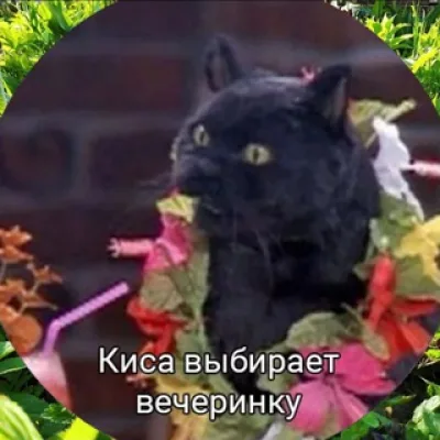 Киса выбирает вечеринку!