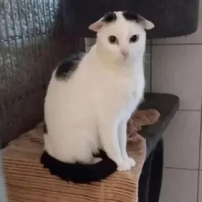 [щп] лютоо