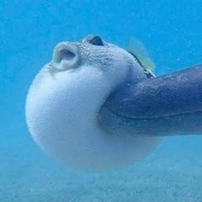 sakana 🐟