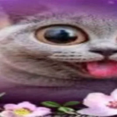 Жопы