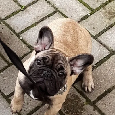 French Bulldog Terra Tanro